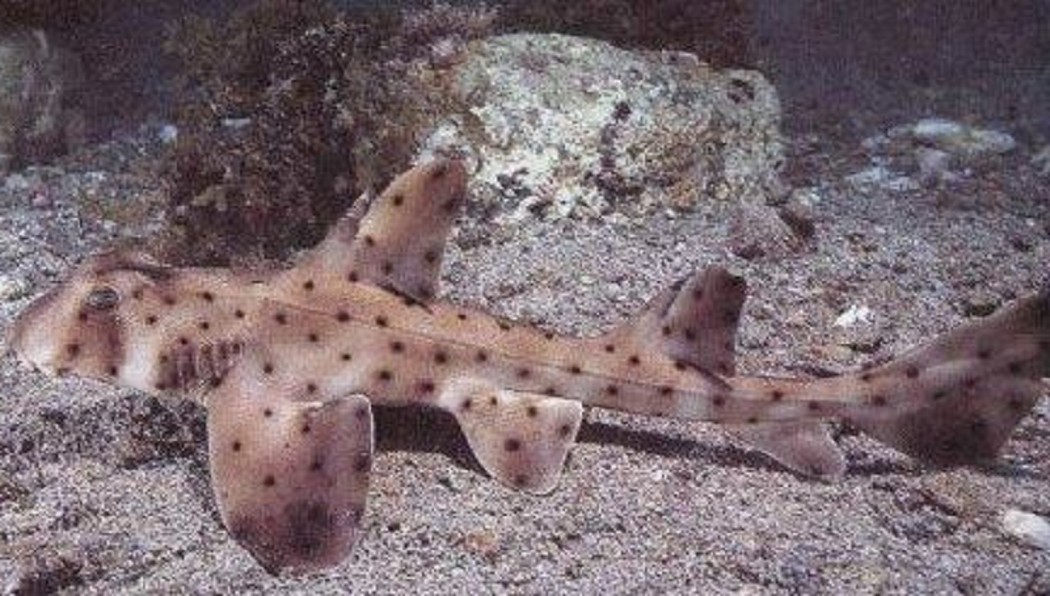 美國竊賊偷鯊魚奇招 用嬰兒車當掩護