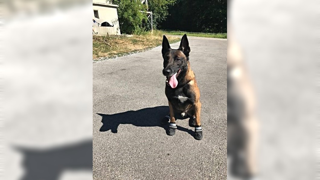 北極飆高溫32度 瑞士警犬要穿鞋防燙傷