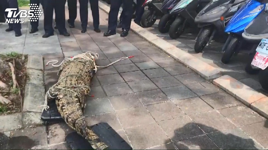 行政院外驚見活跳跳鱷魚！　男抗議手段超嚇人