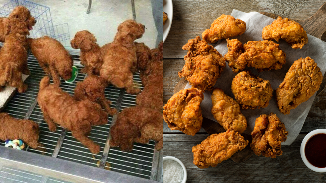 餓到眼花!紅貴賓看成炸雞 網笑:表皮最酥脆那種