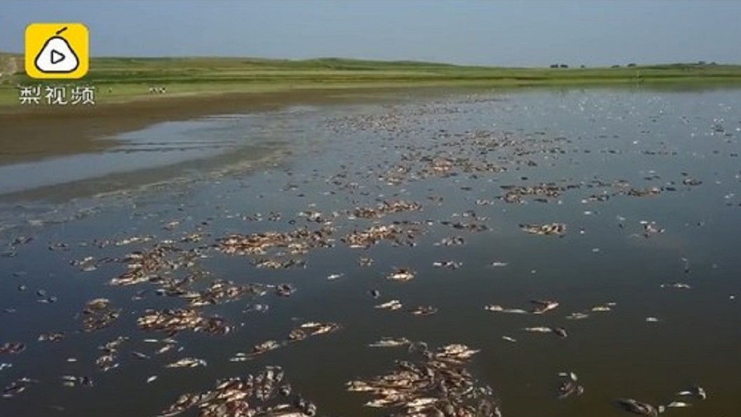 遼寧一水庫高溫40度 20萬斤魚熱死了