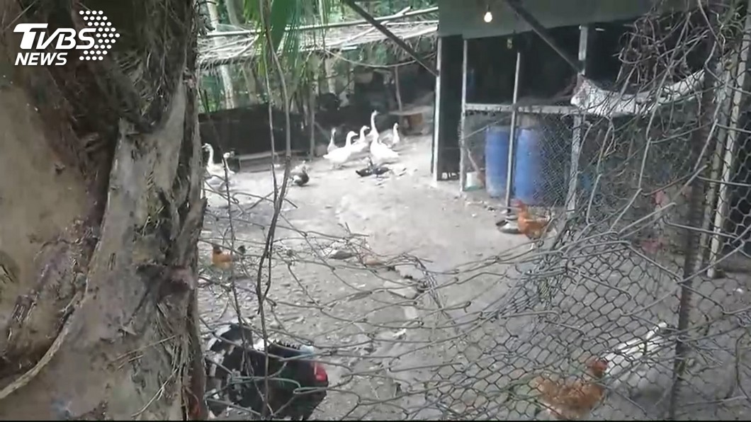 台東1雞舍22隻雞消失 疑遭黑熊闖入
