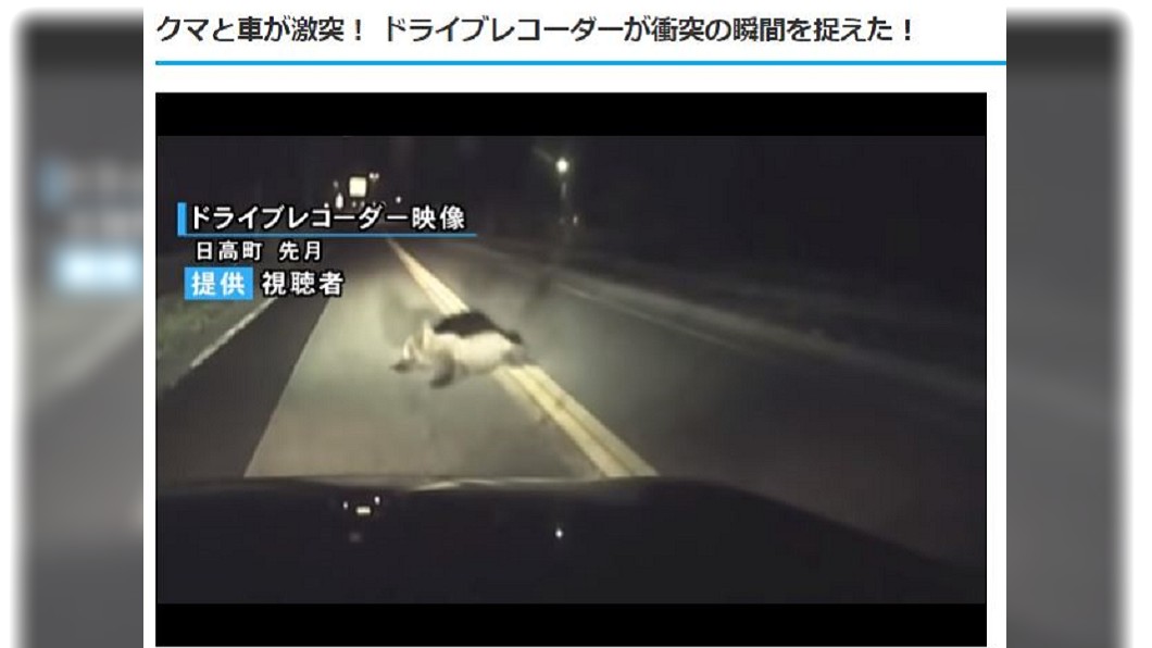 北海道熊出沒! 行車紀錄器直擊撞到熊