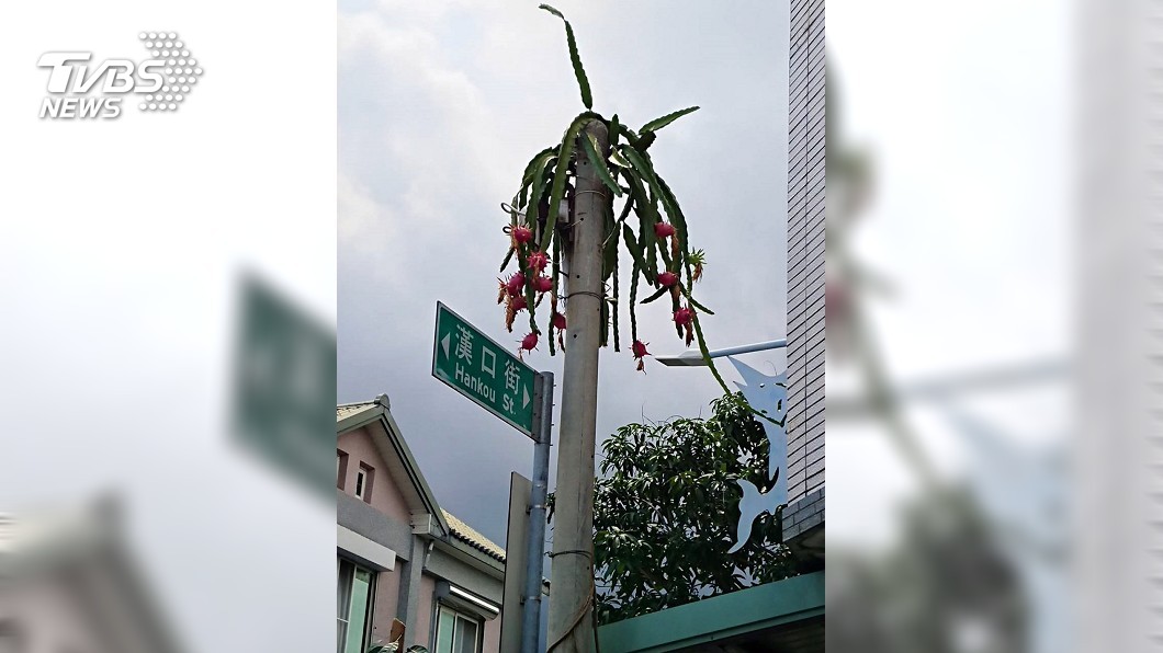 台東最高的火龍果 吃不到只能觀賞