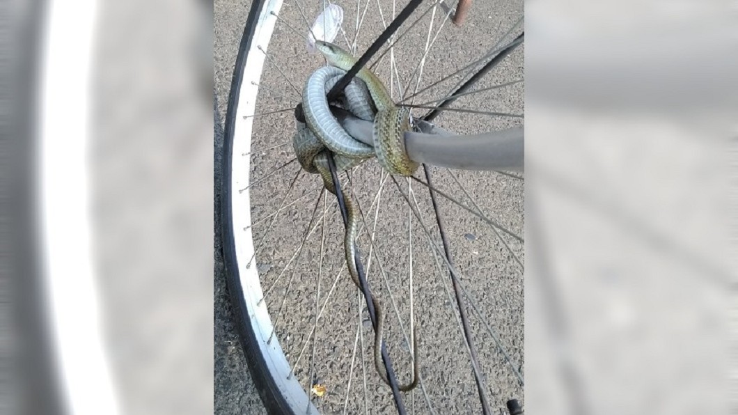 嚇傻!腳踏車被「蛇頭鎖」八字纏繞 網笑:天然防盜