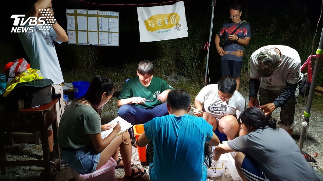 綠島最稱職的父親們 護蟹媽媽過馬路產卵