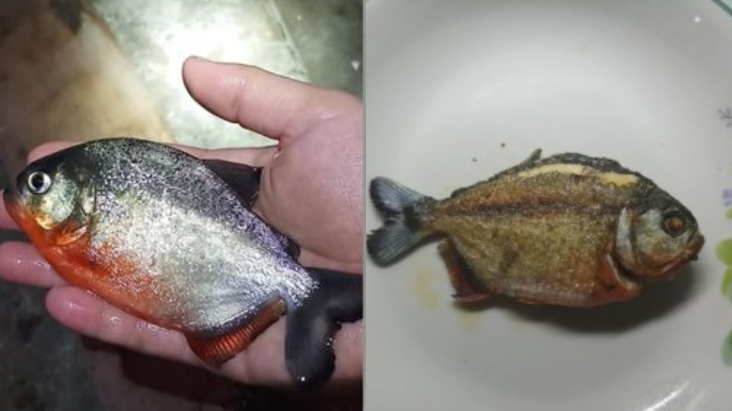 寵物魚突然往生 他隨即「火葬」處理:邊吃邊擦淚