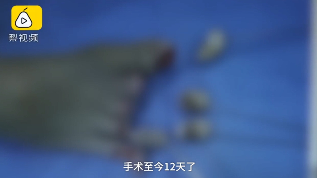 圖/翻攝自梨視頻