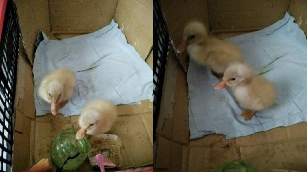 鳥蛋破了!她拿冰箱裡的「鴨蛋」頂替 沒想到竟孵化成功