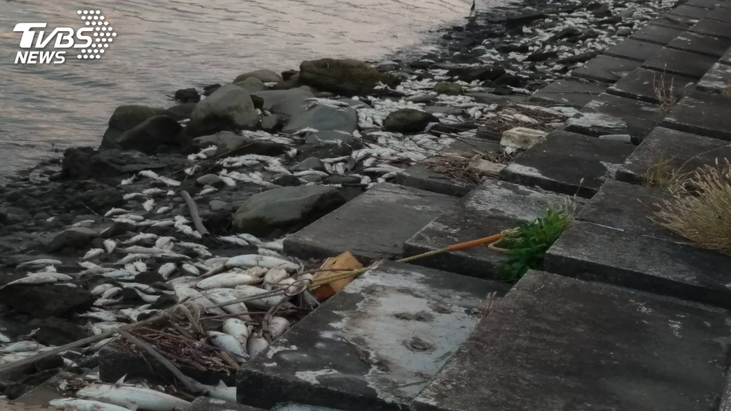 淡水河流域魚屍初步排除水污染 已清除10萬尾