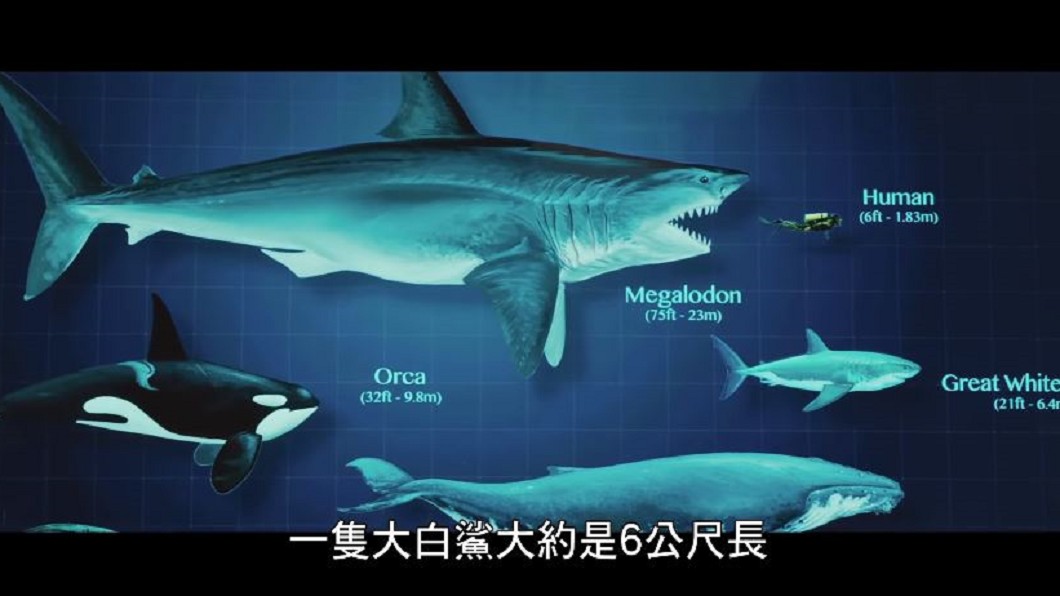 看"巨齒鯊"長知識!看到鯊魚勿驚慌 安靜逃命