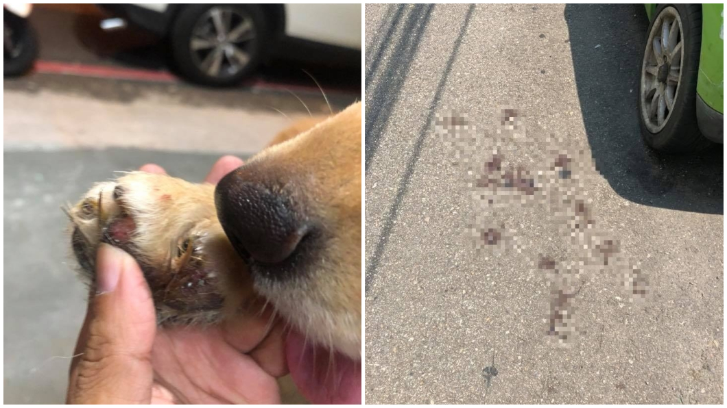 惡飼主騎車拖行 黃金獵犬留下滿地「血掌印」