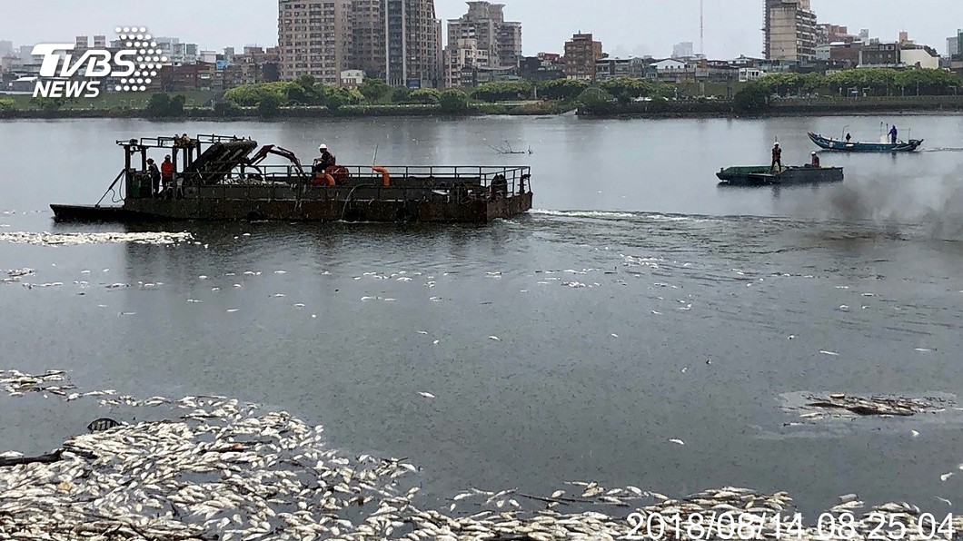 溶氧低大量魚群死亡　北市清理近28噸