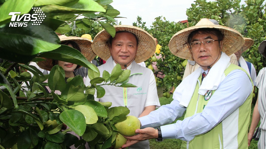 麻豆文旦首採 農委會辦網拍推產銷履歷