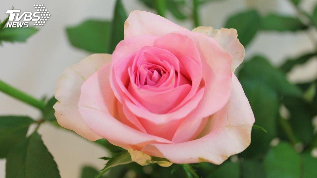 新玫瑰為七夕情人節添浪漫　交易量增數倍