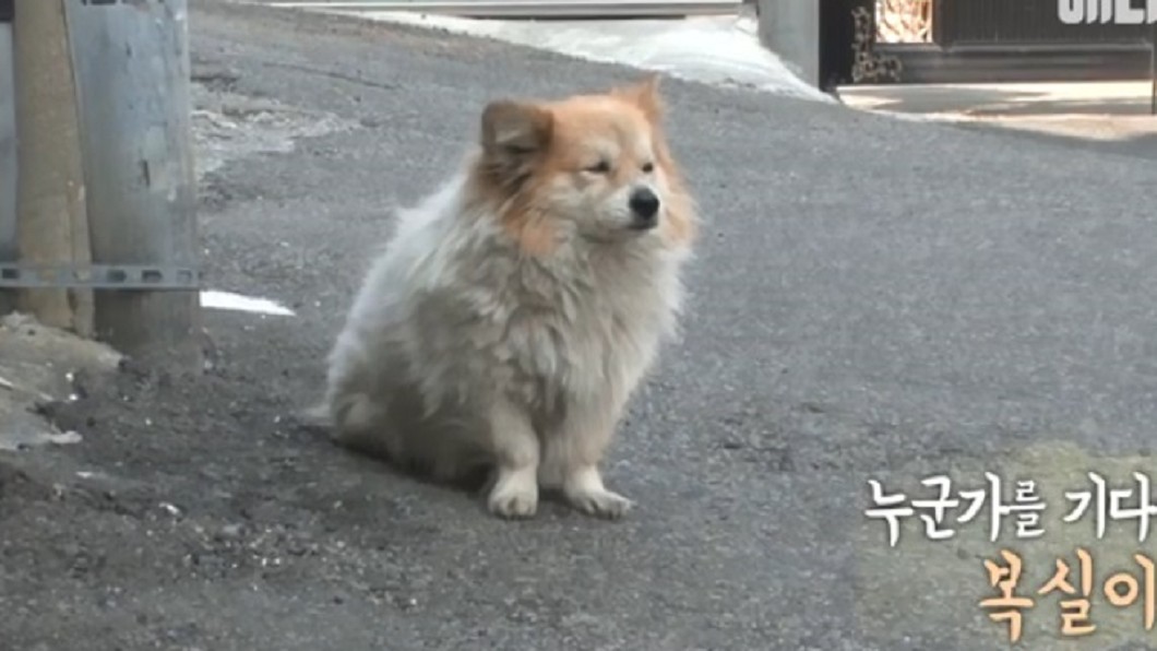 呆坐在巷口...忠犬苦等3年盼失智奶奶走回家