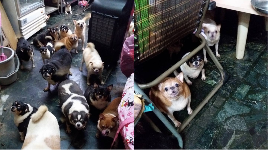 飼主昏倒突過世 新北28隻吉娃娃待救援