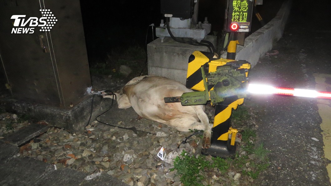 莒光號深夜撞上4頭牛　飼主涉公共危險罪