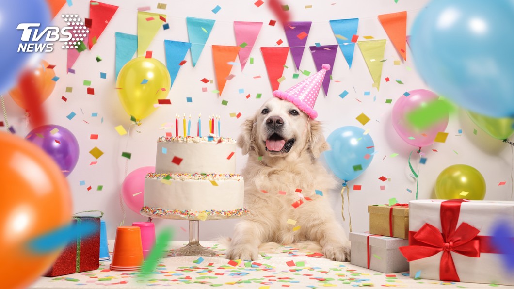 養寵物人口破千萬　南韓飼主辦生日趴寵毛小孩
