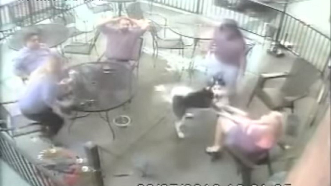 「月月」狠咬模特兒臉險失明 飼主竟落跑