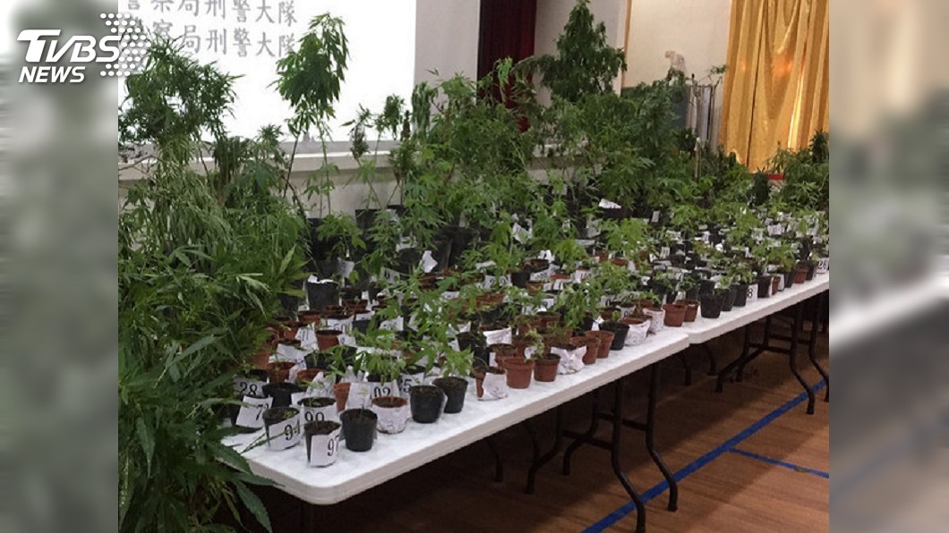 國小學歷苦讀英文 3年學成竟為「種大麻」