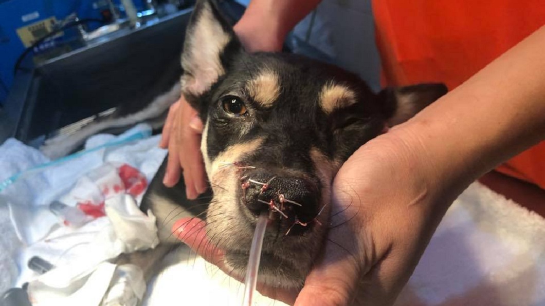 永和分屍案忠犬找到了 鼻子有刀傷送醫安置