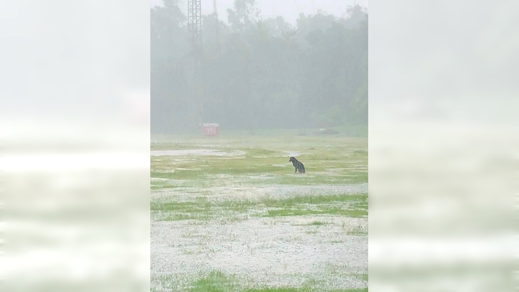 雨彈狂炸南台!小黑狗孤獨身影超催淚 網:牠剛失戀?