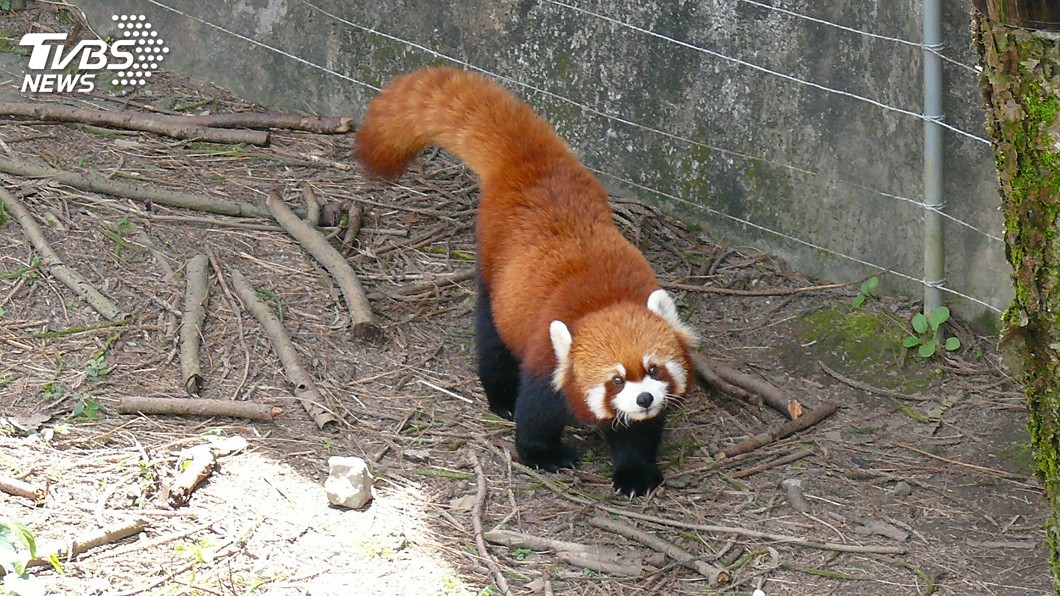 猜猜牠叫什麼名字? 動物園小貓熊寶寶慶雙滿月