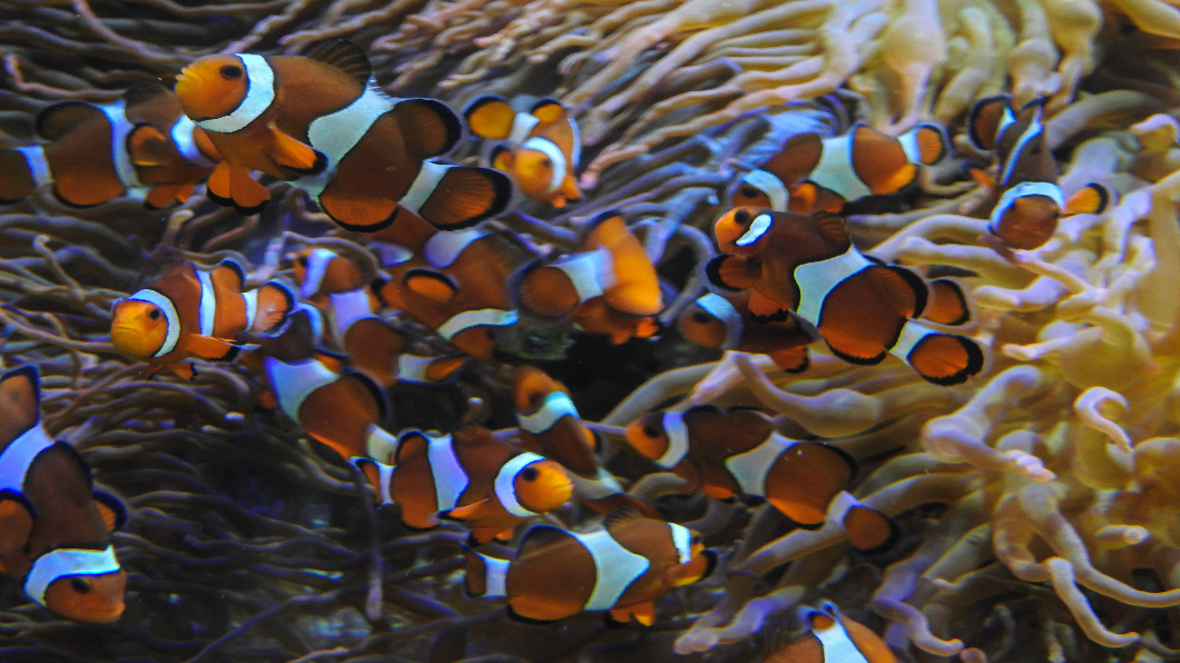 「海底總動員」膾炙人口 小丑魚銳減