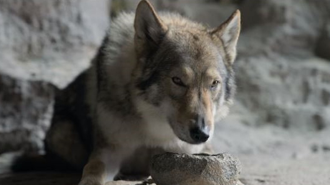 最會演戲一隻狼犬! 《極地之王》狼王比男主角吸睛