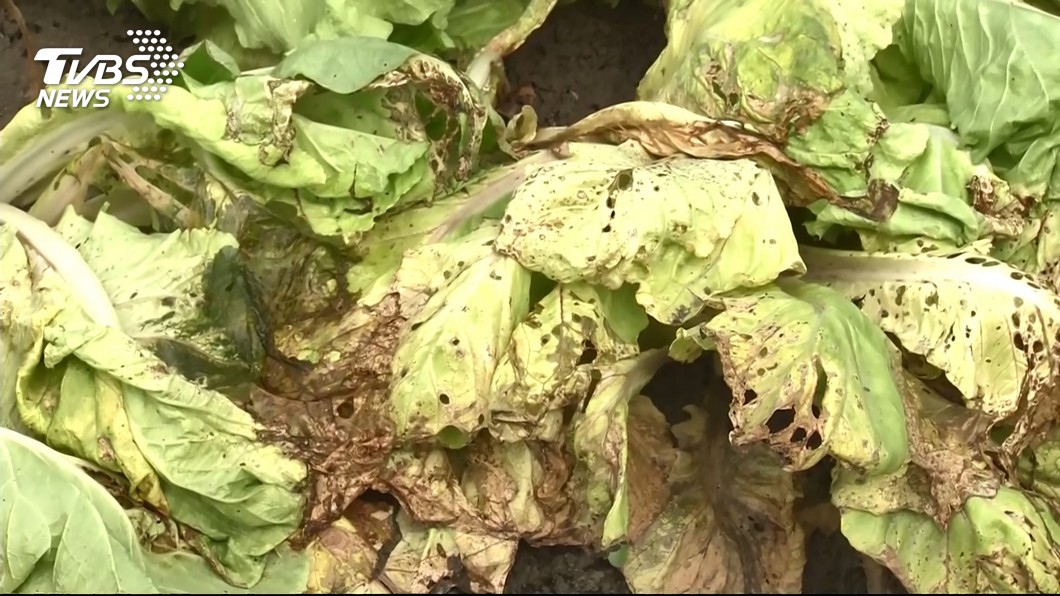 南台灣強降雨來得急去得快 蔬菜泡水價格蠢動