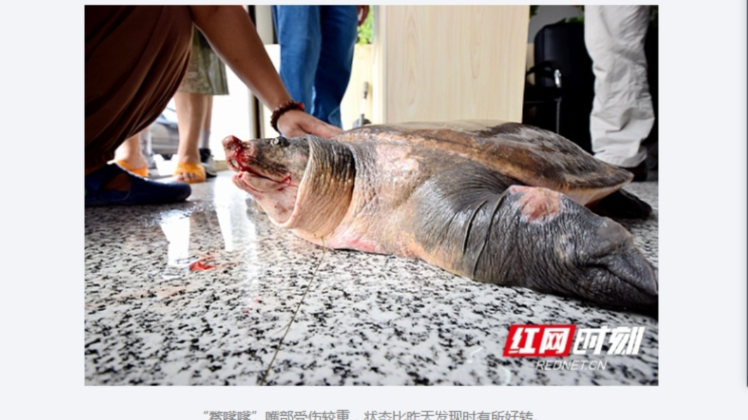 生在清朝嘉慶年間 200歲鱉王落難全身傷