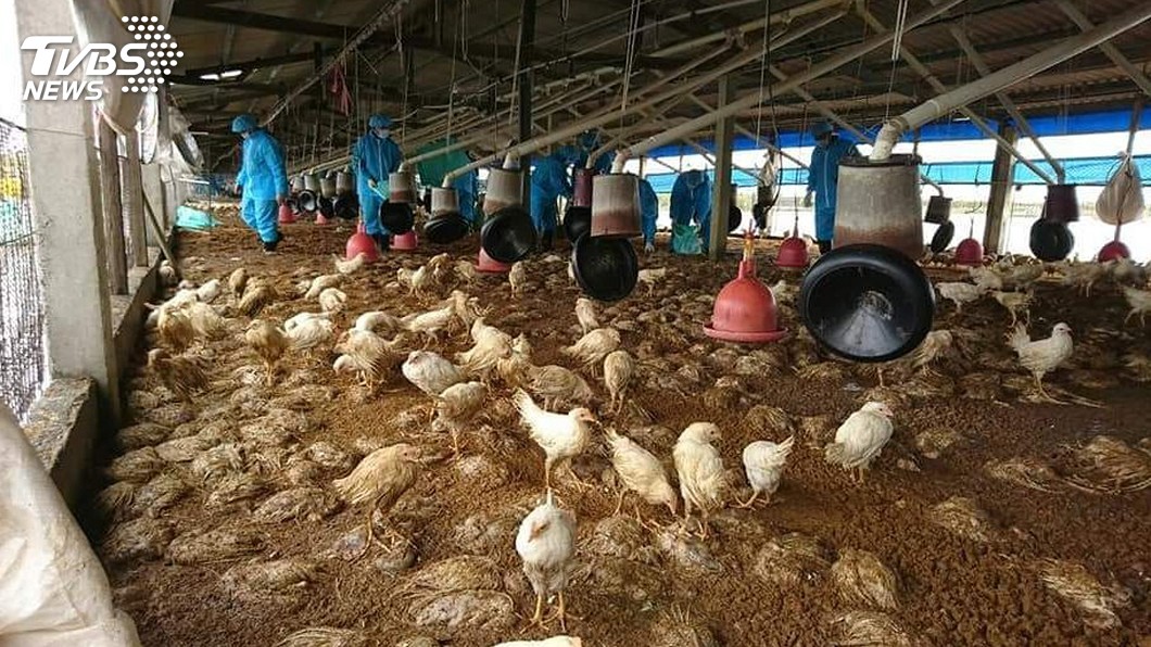 823豪雨成災 嘉義畜牧場災損逾億元