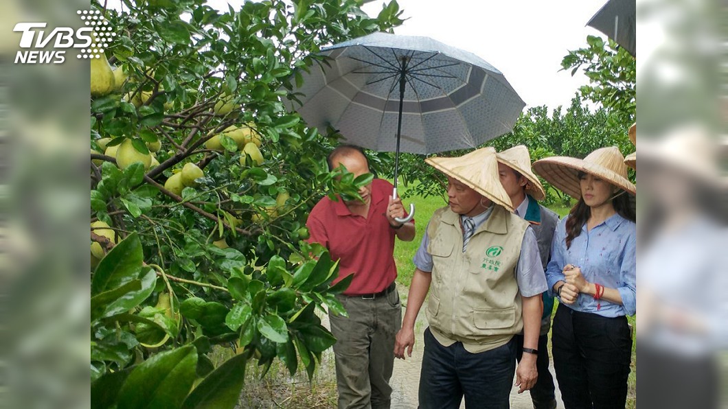 麻豆文旦受水災影響不大 林聰賢訪果園闢謠