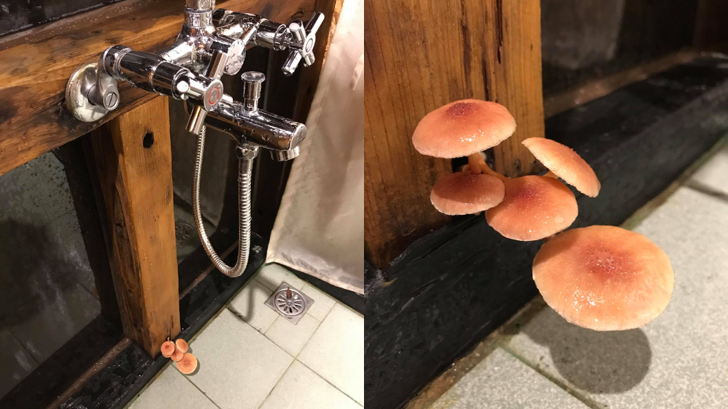 有民眾也在爆廢公社分享家中浴室也長出香菇,其他網友看到後,紛紛稱讚相當漂亮。圖/翻攝爆廢公社