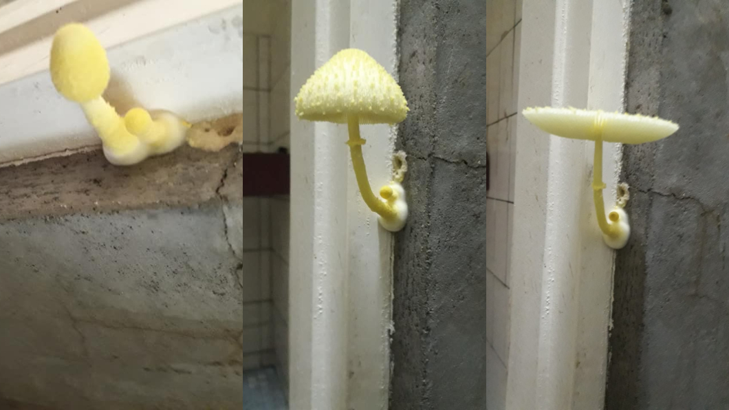 網友住所近日因連日豪雨,讓浴室門邊突然冒出香菇,短短數小時就已開花,相當逗趣。圖/爆怨公社