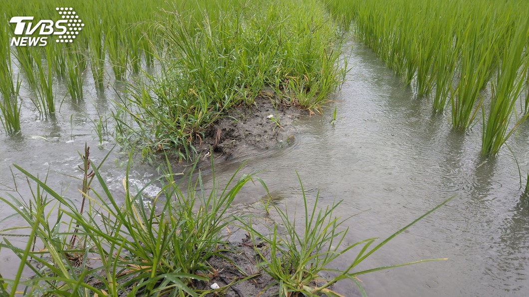 豪雨後防作物病蟲害　台東農改場籲加強清園