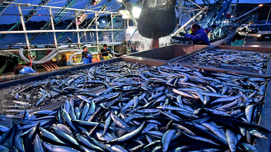 「食慾之秋」秋刀魚 今年日本大豐收!
