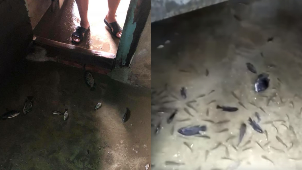 水災後返家 阿公一看秒傻眼:客廳都是魚