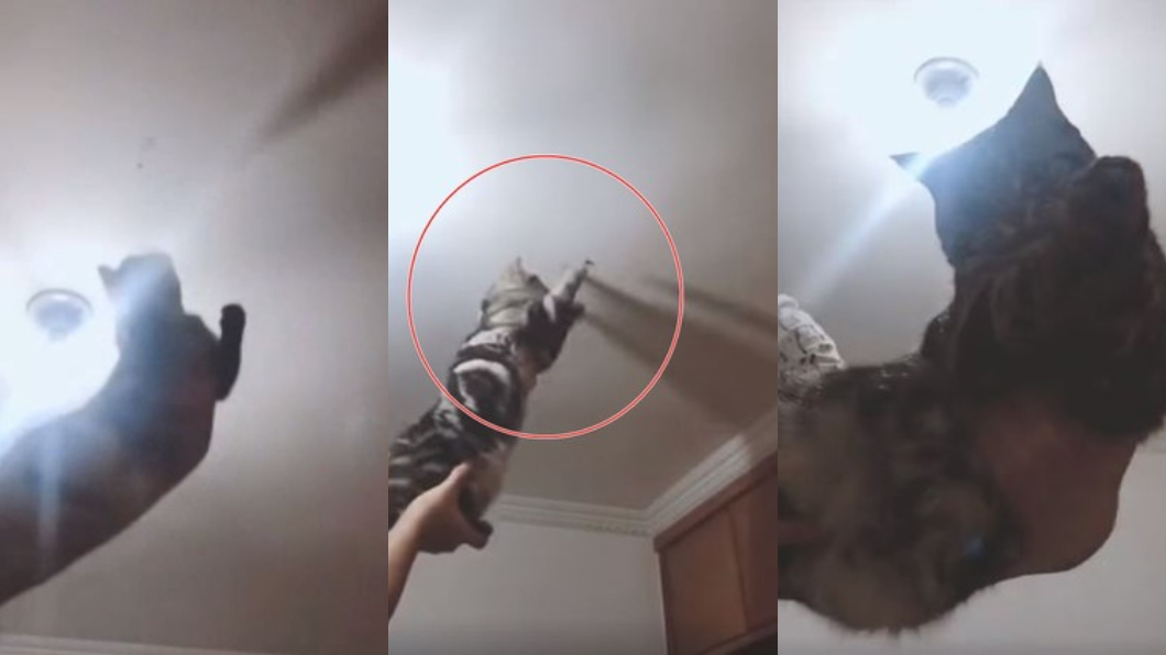 啪啪！誰還需要捕蚊燈？「主子」出馬快手抓蒼蠅