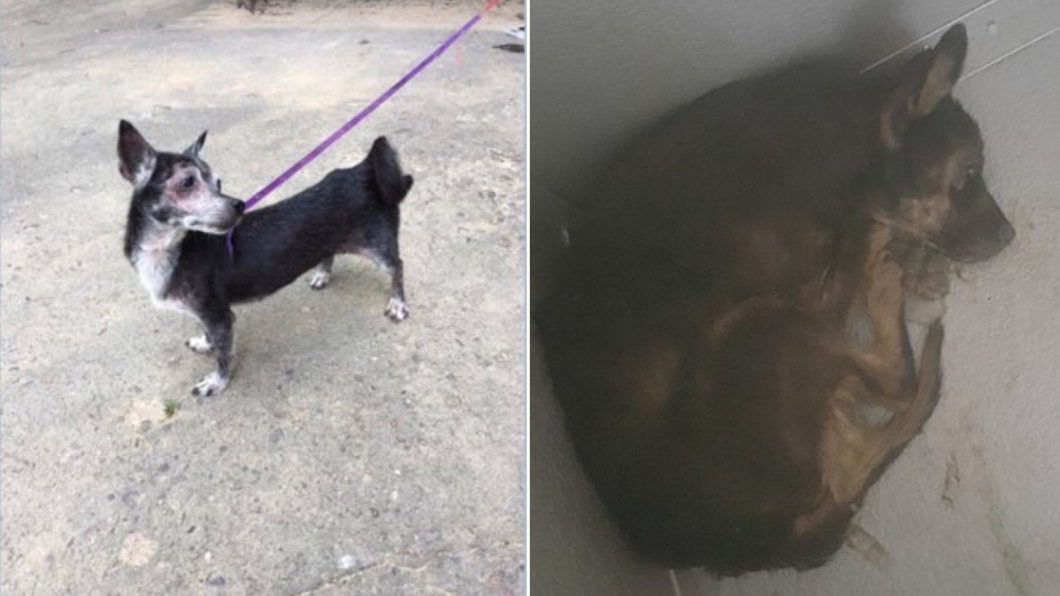 活活凍死!動保中心丟浪犬進冰庫 打賭「明天死沒」