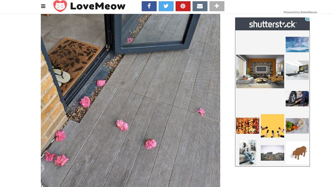 圖/翻攝自Love Meow官網