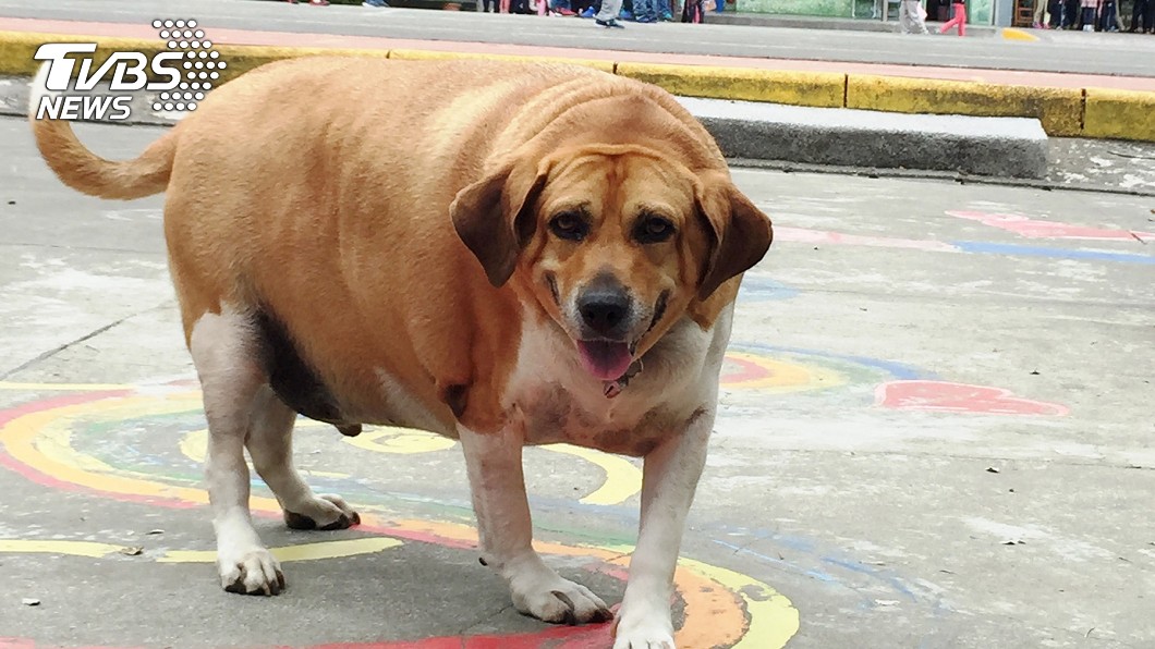 重量級校犬!校方急宣導「師生勿餵食」 網驚:是黃牛嗎