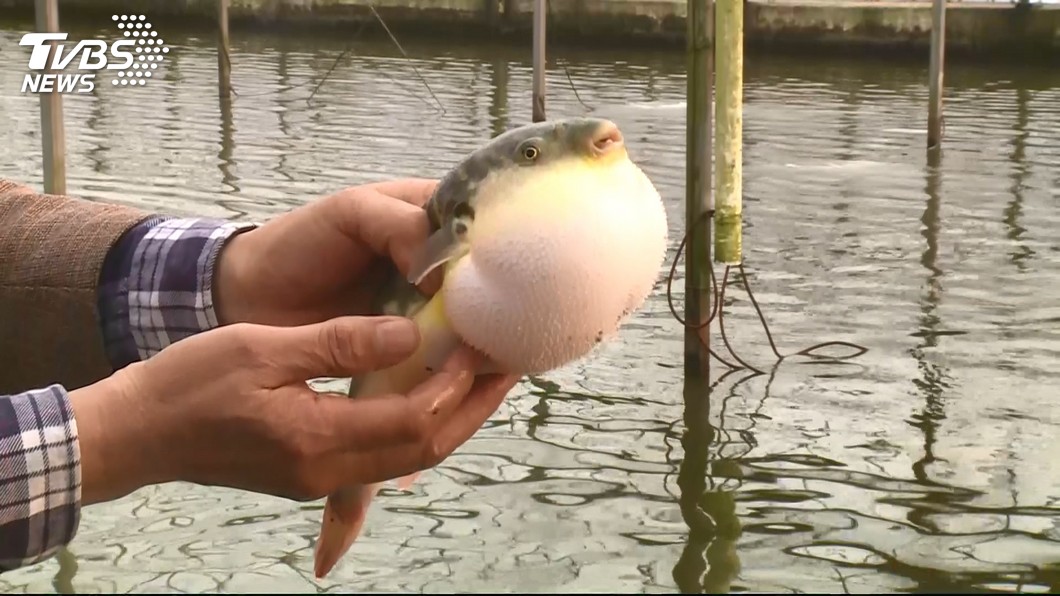 台灣產河豚的種類約有30餘種，一般以肝臟及卵巢毒性最高。（圖／TVBS）