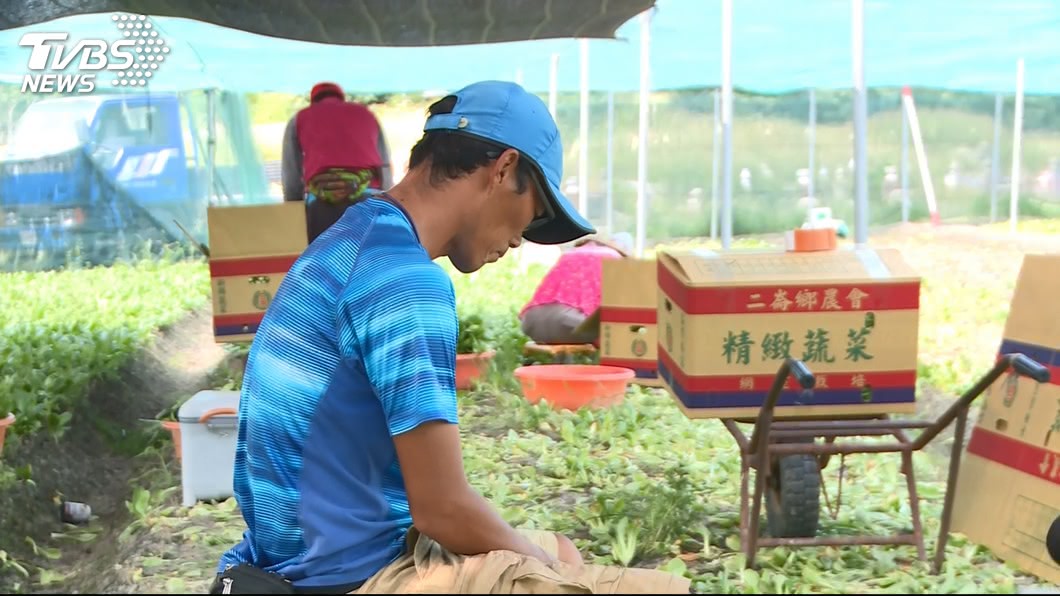 棄師從農!蔬菜炸彈客遭疑假農民 秀滿手繭:有啥好證明