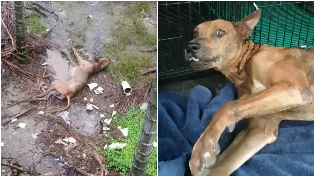 狠心!癱瘓狗狗遭裝布袋丟下橋 顫抖搖尾求救惹淚