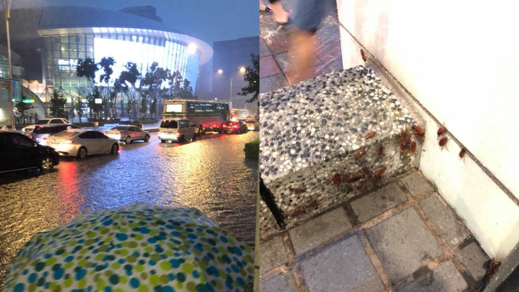 暴雨炸北台灣!小巨蛋旁「蟑螂湧出」民眾驚聲尖叫