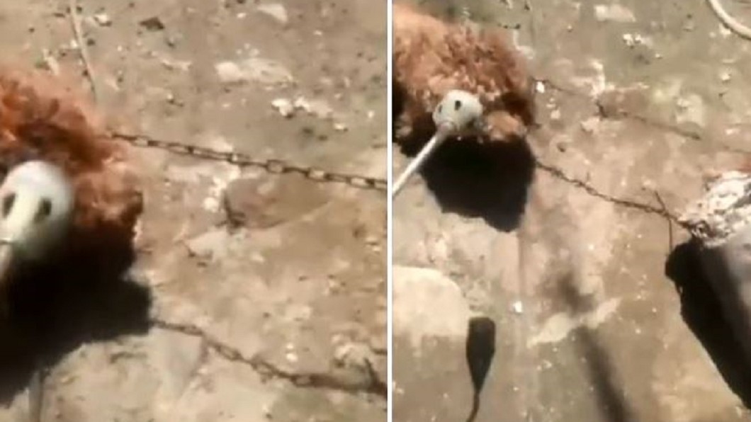 炙燒狗頭烤死貴賓!狠男遭肉搜 反嗆:咬傷孩我能不殺?