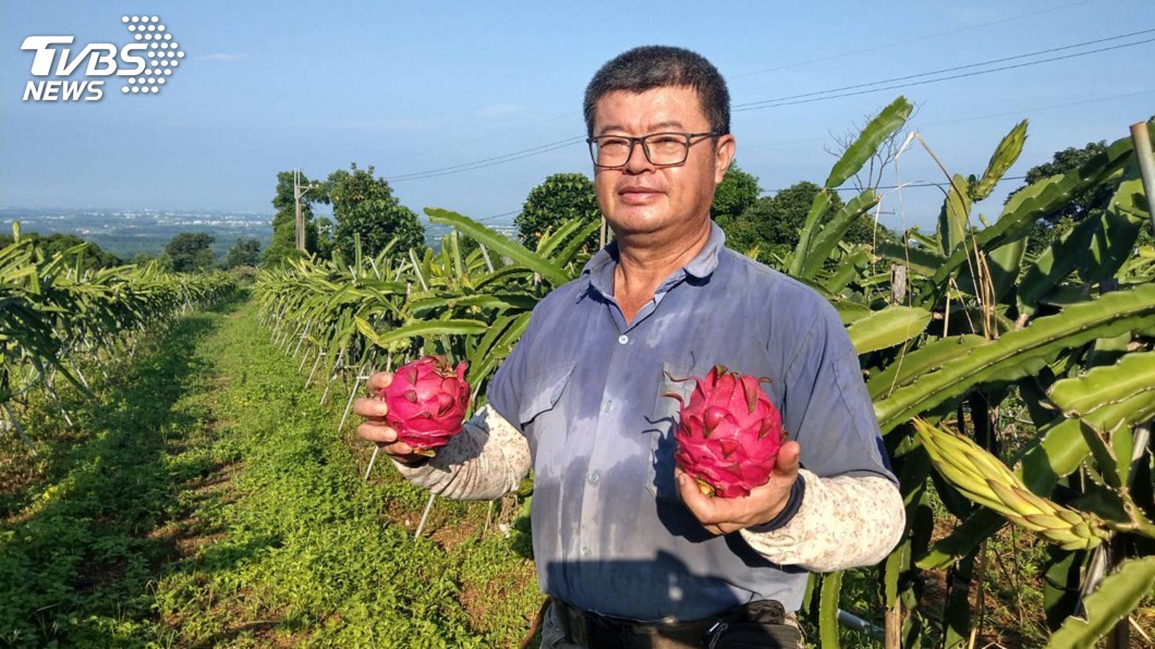 腦淤血開刀失憶 他仍種出全國第3名紅龍果