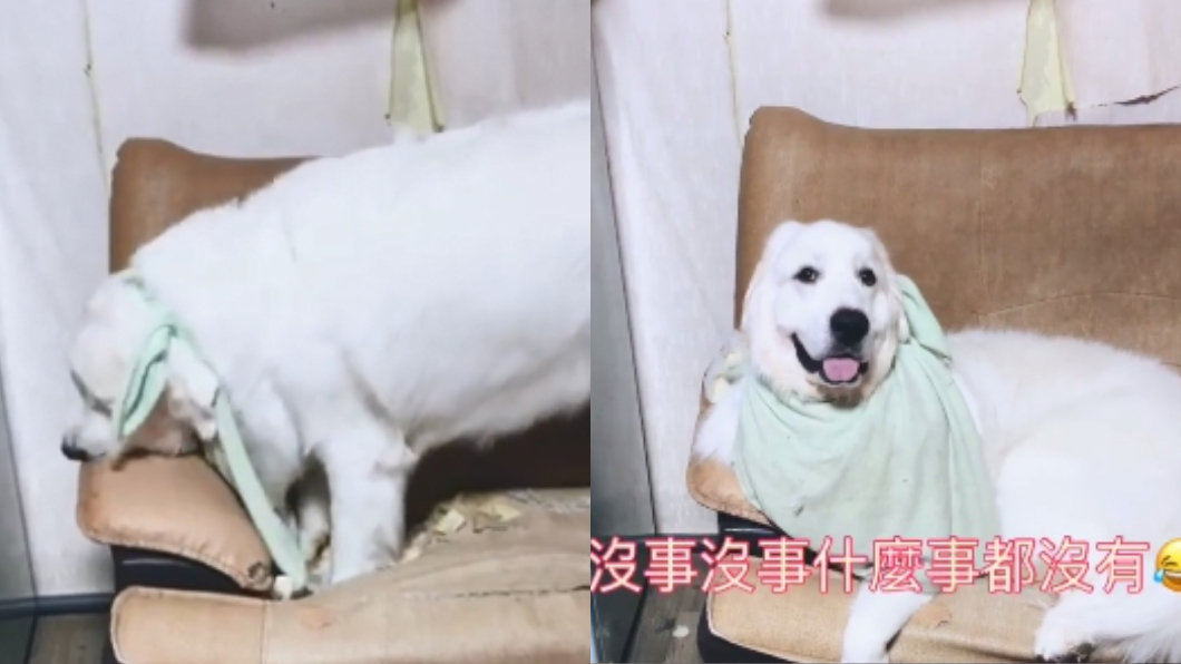 大白汪猛啃沙發被抓包 憨笑「裝沒事」神演技!